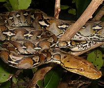 python传奇自动打怪脚本