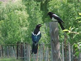 网易急速对传奇私服管用不