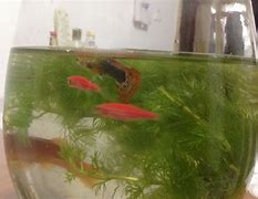 刚买《基本剑术》 所有的剑法的出处 以及买剑的时候注意的事情