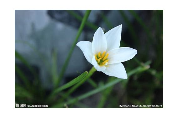 幽兰 传奇私服 魔法与荣耀