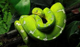 python传奇自动打怪脚本