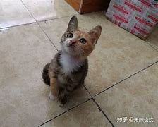 自己怎么弄个私服游戏 但是游戏不收费 自己弄一个论坛 让人充值