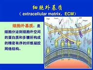 用word制作流程图866 doc