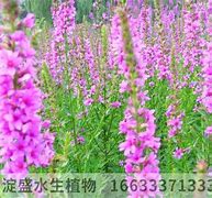 关于传奇私服玩家爆卡的问题