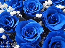 新开蓝色妖姬传奇私服