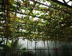 寿光菜博会开幕 十二大场馆展2000余个名优稀特品种