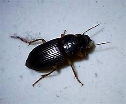 家里有电脑可以开传奇私服吗