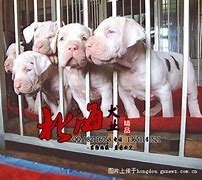 武易传奇私服怪物