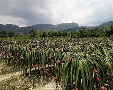 2020火龙传奇私服版下载 PC端最新版「含