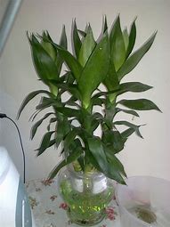 谁能告诉我一个传奇战士技能带地钉的私服？谁 – 手机爱问