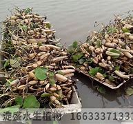传奇私服绿玉裁决化不化与绿玉