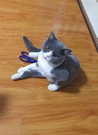 他养了18只养老虎的传奇私服老虎、17只狮子，自杀的时候全放出来了...