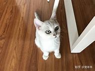 想找个好点的传奇私服装备狂雷终极 最好就是狂雷或王者终极的 有英雄的游戏 先声