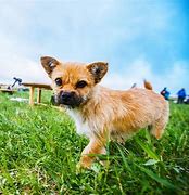 传奇目录不正确